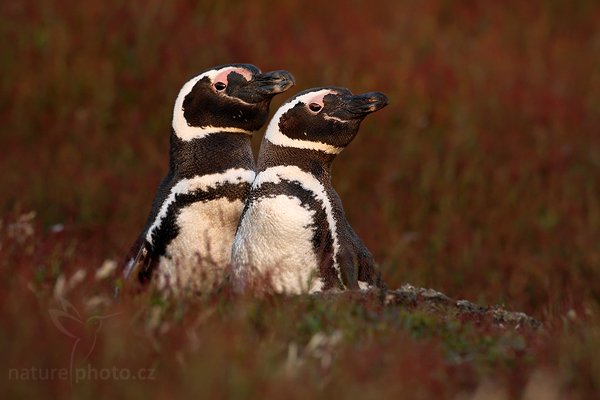 Tučňák magellanský (Spheniscus magellanicus), Tučňák magellanský (Spheniscus magellanicus), Magellanic penguin, Autor: Ondřej Prosický | NaturePhoto.cz, Model: Canon EOS-1D Mark III, Objektiv: Canon EF 500 f/4 L IS USM, Ohnisková vzdálenost (EQ35mm): 650 mm, stativ Gitzo 3540LS + RRS BH55, Clona: 9.0, Doba expozice: 1/100 s, ISO: 800, Kompenzace expozice: -2/3, Blesk: Ne, Vytvořeno: 19. ledna 2009 20:44:37, Sea Lion Island (Falklandské ostrovy) 