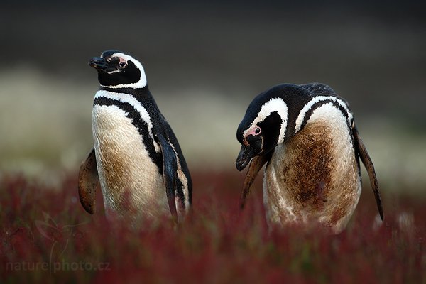 Tučňák magellanský (Spheniscus magellanicus), Tučňák magellanský (Spheniscus magellanicus), Magellanic penguin, Autor: Ondřej Prosický | NaturePhoto.cz, Model: Canon EOS-1D Mark III, Objektiv: Canon EF 500 f/4 L IS USM, Ohnisková vzdálenost (EQ35mm): 650 mm, stativ Gitzo 3540LS + RRS BH55, Clona: 5.0, Doba expozice: 1/160 s, ISO: 640, Kompenzace expozice: -2/3, Blesk: Ne, Vytvořeno: 19. ledna 2009 20:54:57, Sea Lion Island (Falklandské ostrovy) 