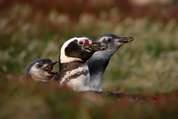 Tučňák magellanský (Spheniscus magellanicus), Tučňák magellanský (Spheniscus magellanicus), Magellanic penguin, Autor: Ondřej Prosický | NaturePhoto.cz, Model: Canon EOS-1D Mark III, Objektiv: Canon EF 500 f/4 L IS USM, Ohnisková vzdálenost (EQ35mm): 650 mm, stativ Gitzo 3540LS + RRS BH55, Clona: 5.0, Doba expozice: 1/250 s, ISO: 500, Kompenzace expozice: -2/3, Blesk: Ne, Vytvořeno: 19. ledna 2009 20:43:27, Sea Lion Island (Falklandské ostrovy) 