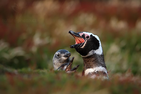 Tučňák magellanský (Spheniscus magellanicus), Tučňák magellanský (Spheniscus magellanicus), Magellanic penguin, Autor: Ondřej Prosický | NaturePhoto.cz, Model: Canon EOS-1D Mark III, Objektiv: Canon EF 500 f/4 L IS USM, Ohnisková vzdálenost (EQ35mm): 650 mm, stativ Gitzo 3540LS + RRS BH55, Clona: 5.0, Doba expozice: 1/200 s, ISO: 500, Kompenzace expozice: -2/3, Blesk: Ne, Vytvořeno: 19. ledna 2009 20:42:12, Sea Lion Island (Falklandské ostrovy) 