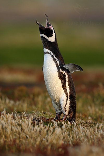 Tučňák magellanský (Spheniscus magellanicus), Tučňák magellanský (Spheniscus magellanicus), Magellanic penguin, Autor: Ondřej Prosický | NaturePhoto.cz, Model: Canon EOS-1D Mark III, Objektiv: Canon EF 500 f/4 L IS USM, Ohnisková vzdálenost (EQ35mm): 650 mm, stativ Gitzo 3540LS + RRS BH55, Clona: 5.0, Doba expozice: 1/320 s, ISO: 500, Kompenzace expozice: -2/3, Blesk: Ne, Vytvořeno: 19. ledna 2009 20:39:04, Sea Lion Island (Falklandské ostrovy) 