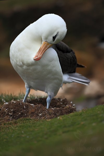 Albatros černobrvý (Thalassarche melanophris), Albatros černobrvý (Thalassarche melanophris), Black-browed albratross, Autor: Ondřej Prosický | NaturePhoto.cz, Model: Canon EOS 5D Mark II, Objektiv: Canon EF 500mm f/4 L IS USM, stativ Gitzo 3540LS + RRS BH55, Clona: 4.0, Doba expozice: 1/400 s, ISO: 250, Kompenzace expozice: -2/3, Blesk: Ne, Vytvořeno: 21. ledna 2009 19:12:11, Carcass Island (Falkladské ostrovy)