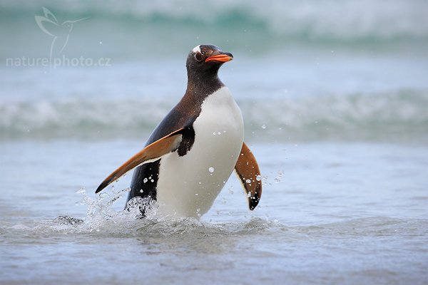 Tučňák oslí (Pygoscelis papua), Tučňák oslí (Pygoscelis papua), Gentoo penguin, Autor: Ondřej Prosický | NaturePhoto.cz, Model: Canon EOS-1D Mark III, Objektiv: Canon EF 500mm f/4 L IS USM, Ohnisková vzdálenost (EQ35mm): 650 mm, stativ Gitzo 3540LS + RRS BH55, Clona: 8.0, Doba expozice: 1/640 s, ISO: 400, Kompenzace expozice: +1, Blesk: Ne, Vytvořeno: 21. ledna 2009 18:10:53, Sauders Island (Falkladské ostrovy) 