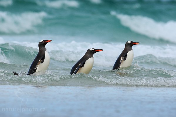 Tučňák oslí (Pygoscelis papua), Tučňák oslí (Pygoscelis papua), Gentoo penguin, Autor: Ondřej Prosický | NaturePhoto.cz, Model: Canon EOS-1D Mark III, Objektiv: Canon EF 500mm f/4 L IS USM, Ohnisková vzdálenost (EQ35mm): 650 mm, stativ Gitzo 3540LS + RRS BH55, Clona: 6.3, Doba expozice: 1/1250 s, ISO: 400, Kompenzace expozice: +1, Blesk: Ne, Vytvořeno: 21. ledna 2009 18:07:14, Saunders Island (Falklandské ostrovy) 