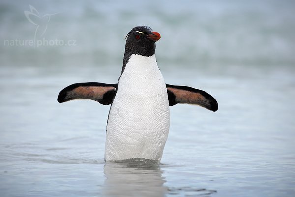 Tučňák skalní (Eudyptes chrysocome), Tučňák skalní (Eudyptes chrysocome), Rockhopper penguin, Autor: Ondřej Prosický | NaturePhoto.cz, Model: Canon EOS-1D Mark III, Objektiv: Canon EF 500mm f/4 L IS USM, Ohnisková vzdálenost (EQ35mm): 650 mm, stativ Gitzo 3540LS + RRS BH55, Clona: 7.1, Doba expozice: 1/800 s, ISO: 400, Kompenzace expozice: +2/3, Blesk: Ano, Vytvořeno: 21. ledna 2009 18:34:01, Saunders Island (Falklandské ostrovy)