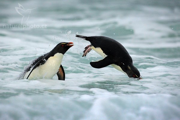 Tučňák skalní (Eudyptes chrysocome), Tučňák skalní (Eudyptes chrysocome), Rockhopper penguin, Autor: Ondřej Prosický | NaturePhoto.cz, Model: Canon EOS-1D Mark III, Objektiv: Canon EF 500mm f/4 L IS USM, Ohnisková vzdálenost (EQ35mm): 650 mm, stativ Gitzo 3540LS + RRS BH55, Clona: 6.3, Doba expozice: 1/2500 s, ISO: 800, Kompenzace expozice: +1/3, Blesk: Ano, Vytvořeno: 23. ledna 2009 18:31:03, Saunders Island (Falkladské ostrovy) 