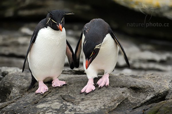 Tučňák skalní (Eudyptes chrysocome), Tučňák skalní (Eudyptes chrysocome), Rockhopper penguin, Autor: Ondřej Prosický | NaturePhoto.cz, Model: Canon EOS-1D Mark III, Objektiv: Canon EF 500mm f/4 L IS USM, Ohnisková vzdálenost (EQ35mm): 650 mm, stativ Gitzo 3540LS + RRS BH55, Clona: 4.5, Doba expozice: 1/400 s, ISO: 400, Kompenzace expozice: 0, Blesk: Ano, Vytvořeno: 22. ledna 2009 9:21:09, Saunders Island (Falklandské ostrovy) 