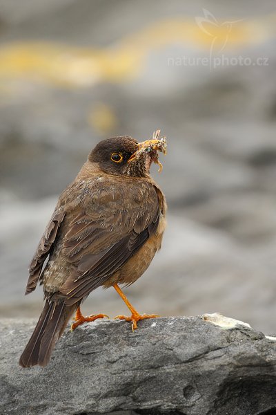 Drozd falklandský (Turdus falcklandii falcklandii), Drozd falklandský (Turdus falcklandii falcklandii), Falkland Thrush, Autor: Ondřej Prosický | NaturePhoto.cz, Model: Canon EOS-1D Mark III, Objektiv: Canon EF 500mm f/4 L IS USM, Ohnisková vzdálenost (EQ35mm): 650 mm, stativ Gitzo 3540LS + RRS BH55, Clona: 5.6, Doba expozice: 1/250 s, ISO: 400, Kompenzace expozice: 0, Blesk: Ano, Vytvořeno: 22. ledna 2009 9:29:41, Sauderss Island (Falkladské ostrovy) 