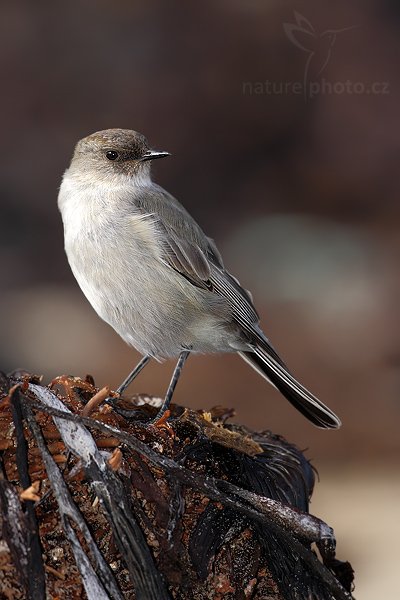 Tyranovec tenkozobý (Muscisaxicola maculirostris), Tyranovec tenkozobý (Muscisaxicola maculirostris), Dark-faced Ground-tyrant, Autor: Ondřej Prosický | NaturePhoto.cz, Model: Canon EOS-1D Mark III, Objektiv: Canon EF 500mm f/4 L IS USM, Ohnisková vzdálenost (EQ35mm): 650 mm, stativ Gitzo 3540LS + RRS BH55, Clona: 6.3, Doba expozice: 1/640 s, ISO: 200, Kompenzace expozice: -1 1/3, Blesk: Ano, Vytvořeno: 21. ledna 2009 17:40:26, Saunders Island (Falklandské ostrovy)