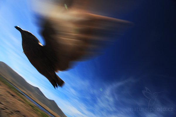 Chaluha jižní (Catharacta antarctica, Stercorarius antarcticus), Chaluha jižní (Catharacta antarctica, Stercorarius antarcticus), Brown skua Autor: Ondřej Prosický | NaturePhoto.cz, Model: Canon EOS 5D Mark II, Objektiv: Canon EF17-40mm f/4 L USM, stativ Gitzo 3540LS + RRS BH55, Clona: 10, Doba expozice: 1/160 s, ISO: 200, Kompenzace expozice: -2/3, Blesk: Ne, Vytvořeno: 26. ledna 2009 10:27:21, Sauders Island (Falklandské ostrovy) 