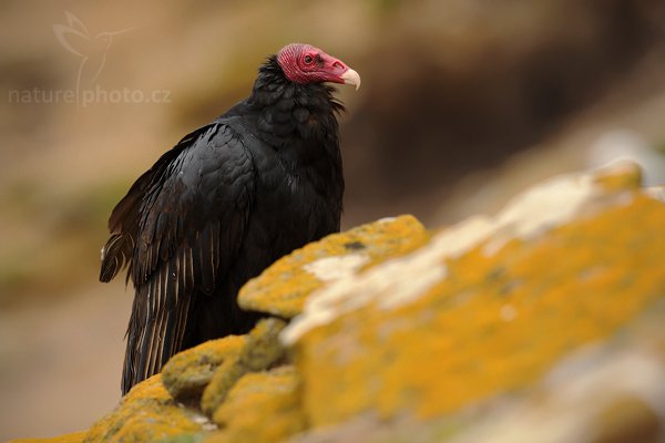 Kondor krocanovitý (Cathartes aura), Kondor krocanovitý (Cathartes aura), Turkey vulture, Autor: Ondřej Prosický | NaturePhoto.cz, Model: Canon EOS-1D Mark III, Objektiv: Canon EF 500mm f/4 L IS USM, Ohnisková vzdálenost (EQ35mm): 650 mm, stativ Gitzo 3540LS + RRS BH55, Clona: 6.3, Doba expozice: 1/160 s, ISO: 200, Kompenzace expozice: 0, Blesk: Ne, Vytvořeno: 22. ledna 2009 11:09:03, Saunders Island (Falklandské ostrovy)