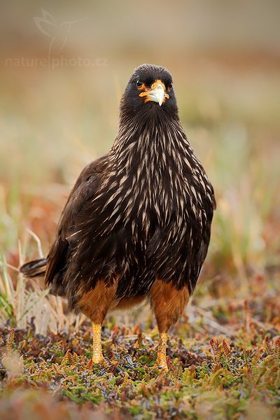 Čimango falklandský (Phalcoboenus australis), Čimango falklandský (Phalcoboenus australis), Strieted caracara, Autor: Ondřej Prosický | NaturePhoto.cz, Model: Canon EOS-1D Mark III, Objektiv: Canon EF 500mm f/4 L IS USM, Ohnisková vzdálenost (EQ35mm): 650 mm, stativ Gitzo 3540LS + RRS BH55, Clona: 7.1, Doba expozice: 1/320 s, ISO: 320, Kompenzace expozice: -2/3, Blesk: Ano, Vytvořeno: 18. ledna 2009 9:27:06, Sea Lion Island (Falklandské ostrovy) 