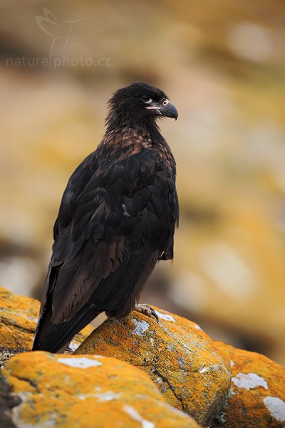 Čimango falklandský (Phalcoboenus australis), Čimango falklandský (Phalcoboenus australis), Strieted caracara, Autor: Ondřej Prosický | NaturePhoto.cz, Model: Canon EOS 5D Mark II, Objektiv: Canon EF 500mm f/4 L IS USM, stativ Gitzo 3540LS + RRS BH55, Clona: 5.6, Doba expozice: 1/160 s, ISO: 400, Kompenzace expozice: -1, Blesk: Ne, Vytvořeno: 21. ledna 2009 19:40:58, Saunders Island (Falklandské ostrovy) 