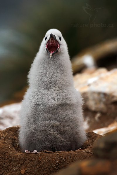 Albatros černobrvý (Thalassarche melanophris), Albatros černobrvý (Thalassarche melanophris), Black-browed albratross, Autor: Ondřej Prosický | NaturePhoto.cz, Model: Canon EOS 5D Mark II, Objektiv: Canon EF 500mm f/4 L IS USM, stativ Gitzo 3540LS + RRS BH55, Clona: 5.6, Doba expozice: 1/500 s, ISO: 400, Kompenzace expozice: -1, Blesk: Ne, Vytvořeno: 21. ledna 2009 19:46:31, Saunders Island (Falklandské ostrovy)