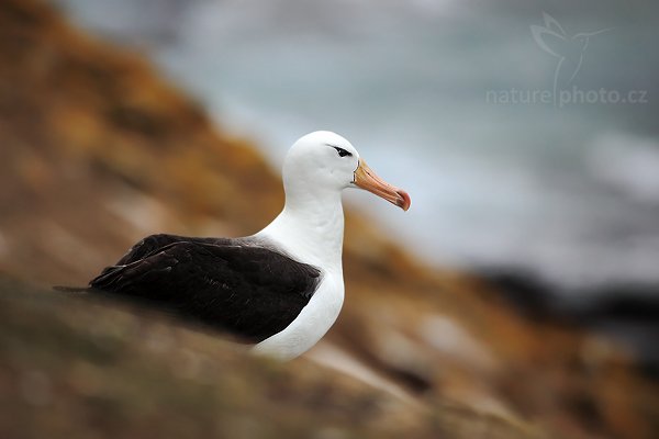 Albatros černobrvý (Thalassarche melanophris), Albatros černobrvý (Thalassarche melanophris), Black-browed albratross, Autor: Ondřej Prosický | NaturePhoto.cz, Model: Canon EOS 5D Mark II, Objektiv: Canon EF 500mm f/4 L IS USM, stativ Gitzo 3540LS + RRS BH55, Clona: 5.6, Doba expozice: 1/400 s, ISO: 400, Kompenzace expozice: -2/3, Blesk: Ne, Vytvořeno: 21. ledna 2009 19:39:23, Saunders Island (Falklandské ostrovy) 