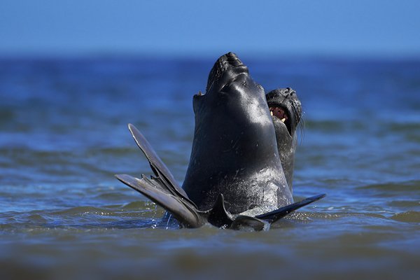 Rypouš sloní (Mirounga leonina), Elephant seal, Autor: Ondřej Prosický | NaturePhoto.cz, Model: Canon EOS 5D Mark II, Objektiv: Canon EF 85mm f/1.8 USM, Ohnisková vzdálenost (EQ35mm): 85 mm, stativ Gitzo, Clona: 7.1, Doba expozice: 1/400 s, ISO: 100, Kompenzace expozice: -1 2/3, Blesk: Ne, Vytvořeno: 26. ledna 2009 13:03:04, Carcas Island (Falklandské ostrovy) 