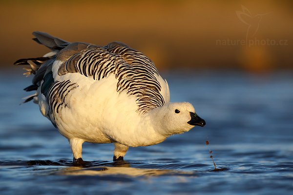 Husice magellanská (Chloephaga picta), Husice magellanská (Chloephaga picta), Upland goose, Autor: Ondřej Prosický | NaturePhoto.cz, Model: Canon EOS-1D Mark III, Objektiv: Canon EF 500mm f/4 L IS USM, Ohnisková vzdálenost (EQ35mm): 650 mm, stativ Gitzo 3540LS + RRS BH55, Clona: 6.3, Doba expozice: 1/1000 s, ISO: 200, Kompenzace expozice: -2/3, Blesk: Ne, Vytvořeno: 17. ledna 2009 20:27:15, Sea Lion Island (Falklandské ostrovy) 