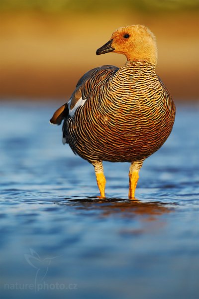 Husice magellanská (Chloephaga picta), Husice magellanská (Chloephaga picta), Upland goose, Autor: Ondřej Prosický | NaturePhoto.cz, Model: Canon EOS-1D Mark III, Objektiv: Canon EF 500mm f/4 L IS USM, Ohnisková vzdálenost (EQ35mm): 650 mm, stativ Gitzo 3540LS + RRS BH55, Clona: 6.3, Doba expozice: 1/400 s, ISO: 200, Kompenzace expozice: -1/3, Blesk: Ne, Vytvořeno: 17. ledna 2009 20:26:11, Sea Lion Island (Falklandské ostrovy) 