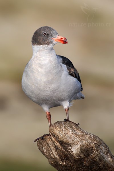 Racek magellanský (Larus scoresbii), Racek magellanský (Larus scoresbii), Dolphin gull, Autor: Ondřej Prosický | NaturePhoto.cz, Model: Canon EOS-1D Mark III, Objektiv: Canon EF 500mm f/4 L IS USM, Ohnisková vzdálenost (EQ35mm): 650 mm, stativ Gitzo 3540LS + RRS BH55, Clona: 6.3, Doba expozice: 1/2000 s, ISO: 200, Kompenzace expozice: -1 1/3, Blesk: Ano, Vytvořeno: 21. ledna 2009 17:43:29, Saunders Island (Falklandské ostrovy) 