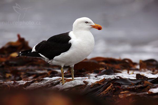 Racek jižní (Larus dominicanus), Racek jižní (Larus dominicanus), Kelp Gull, Autor: Ondřej Prosický | NaturePhoto.cz, Model: Canon EOS 5D Mark II, Objektiv: Canon EF 500mm f/4 L IS USM, stativ Gitzo 3540LS + RRS BH55, Clona: 8.0, Doba expozice: 1/640 s, ISO: 100, Kompenzace expozice: -1, Blesk: Ano, Vytvořeno: 20. ledna 2009 11:16:00, Sea Lion Island (Falklandské ostrovy) 