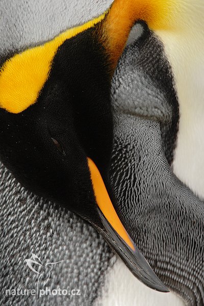 Tučňák patagonský (Aptenodytes patagonicus), Tučňák patagonský (Aptenodytes patagonicus), King penguin, Autor: Ondřej Prosický | NaturePhoto.cz, Model: Canon EOS-1D Mark III, Objektiv: Canon EF 500mm f/4 L IS USM + TC 1.4x, Ohnisková vzdálenost (EQ35mm): 910 mm, stativ Gitzo 3540LS + RRS BH55, Clona: 11, Doba expozice: 1/320 s, ISO: 320, Kompenzace expozice: -1 2/3, Blesk: Ne, Vytvořeno: 14. ledna 2009 16:02:12, Saunders Island (Falklandské ostrovy)