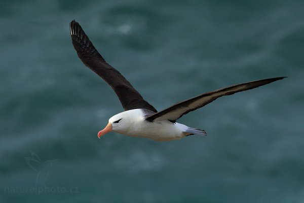 Albatros černobrvý (Thalassarche melanophris), Albatros černobrvý (Thalassarche melanophris), Black-browed albratross, Autor: Ondřej Prosický | NaturePhoto.cz, Model: Canon EOS-1D Mark III, Objektiv: Canon EF 500mm f/4 L IS USM, Ohnisková vzdálenost (EQ35mm): 650 mm, stativ Gitzo 3540LS + RRS BH55, Clona: 7.1, Doba expozice: 1/1600 s, ISO: 400, Kompenzace expozice: -2/3, Blesk: Ne, Vytvořeno: 22. ledna 2009 17:56:14, Saunders Island (Falklandské ostrovy) 