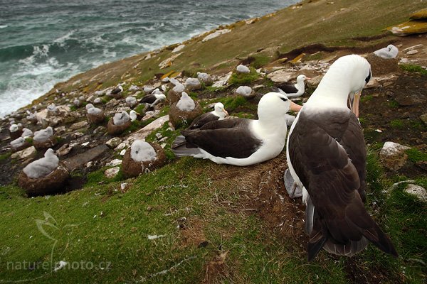 Albatros černobrvý (Thalassarche melanophris), Albatros černobrvý (Thalassarche melanophris), Black-browed albratross, Autor: Ondřej Prosický | NaturePhoto.cz, Model: Canon EOS 5D Mark II, Objektiv: Canon EF 17-40mm f/4 L USM, stativ Gitzo 3540LS + RRS BH55, Clona: 6.3, Doba expozice: 1/100 s, ISO: 400, Kompenzace expozice: -1/3, Blesk: Ne, Vytvořeno: 22. ledna 2009 10:29:42, Saunders Island (Falklandské ostrovy) 