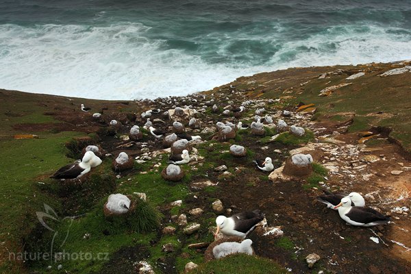 Albatros černobrvý (Thalassarche melanophris), Albatros černobrvý (Thalassarche melanophris), Black-browed albratross, Autor: Ondřej Prosický | NaturePhoto.cz, Model: Canon EOS 5D Mark II, Objektiv: Canon EF 17-40mm f/4 L USM, stativ Gitzo 3540LS + RRS BH55, Clona: 18, Doba expozice: 1/6 s, ISO: 200, Kompenzace expozice: -1/3, Blesk: Ne, Vytvořeno: 22. ledna 2009 10:24:39, Saunders Island (Falklandské ostrovy)
