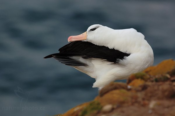 Albatros černobrvý (Thalassarche melanophris), Albatros černobrvý (Thalassarche melanophris), Black-browed albratross, Autor: Ondřej Prosický | NaturePhoto.cz, Model: Canon EOS 5D Mark II, Objektiv: Canon EF 500mm f/4 L IS USM, stativ Gitzo 3540LS + RRS BH55, Clona: 8.0, Doba expozice: 1/200 s, ISO: 400, Kompenzace expozice: -1, Blesk: Ne, Vytvořeno: 21. ledna 2009 20:29:01, Saunders Island (Falklandské ostrovy) 