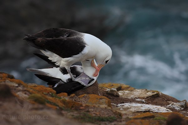 Albatros černobrvý (Thalassarche melanophris), Albatros černobrvý (Thalassarche melanophris), Black-browed albratross, Autor: Ondřej Prosický | NaturePhoto.cz, Model: Canon EOS 5D Mark II, Objektiv: Canon EF 500mm f/4 L IS USM, stativ Gitzo 3540LS + RRS BH55, Clona: 8.0, Doba expozice: 1/160 s, ISO: 400, Kompenzace expozice: -1, Blesk: Ne, Vytvořeno: 21. ledna 2009 20:31:36, Saunders Island (Falklandské ostrovy) 