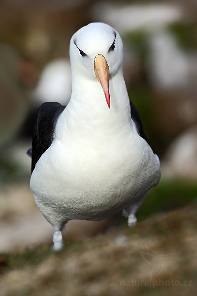 Albatros černobrvý (Thalassarche melanophris), Albatros černobrvý (Thalassarche melanophris), Black-browed albratross, Autor: Ondřej Prosický | NaturePhoto.cz, Model: Canon EOS-1D Mark III, Objektiv: Canon EF 500mm f/4 L IS USM, Ohnisková vzdálenost (EQ35mm): 650 mm, stativ Gitzo 3540LS + RRS BH55, Clona: 7.1, Doba expozice: 1/800 s, ISO: 250, Kompenzace expozice: +1/3, Blesk: Ne, Vytvořeno: 22. ledna 2009 18:32:42, Saunders Island (Falklandské ostrovy) 