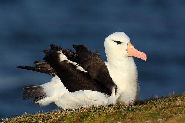 Albatros černobrvý (Thalassarche melanophris), Albatros černobrvý (Thalassarche melanophris), Black-browed albratross, Autor: Ondřej Prosický | NaturePhoto.cz, Model: Canon EOS-1D Mark III, Objektiv: Canon EF 500mm f/4 L IS USM, Ohnisková vzdálenost (EQ35mm): 650 mm, stativ Gitzo 3540LS + RRS BH55, Clona: 9.0, Doba expozice: 1/500 s, ISO: 200, Kompenzace expozice: -1/3, Blesk: Ne, Vytvořeno: 22. ledna 2009 19:04:03, Saunders Island (Falklandské ostrovy) 