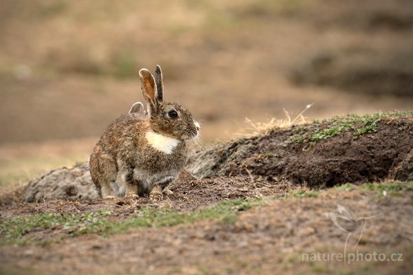 Zajíc obecný (Oryctolagus cuniculus), Zajíc obecný (Oryctolagus cuniculus), European Rabbit, Autor: Ondřej Prosický | NaturePhoto.cz, Model: Canon EOS-1D Mark III, Objektiv: Canon EF 500mm f/4 L IS USM, Ohnisková vzdálenost (EQ35mm): 650 mm, stativ Gitzo, Clona: 6.3, Doba expozice: 1/200 s, ISO: 640, Kompenzace expozice: +2/3, Blesk: Ne, Vytvořeno: 23. ledna 2009 19:09:31, Saunders Island (Falklandské ostrovy) 