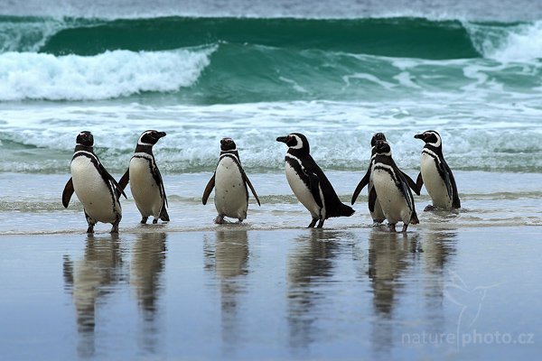 Tučňák magellanský (Spheniscus magellanicus), Tučňák magellanský (Spheniscus magellanicus), Magellanic penguin, Autor: Ondřej Prosický | NaturePhoto.cz, Model: Canon EOS-1D Mark III, Objektiv: Canon EF 500mm f/4 L IS USM, Ohnisková vzdálenost (EQ35mm): 260 mm, stativ Gitzo, Clona: 8.0, Doba expozice: 1/250 s, ISO: 320, Kompenzace expozice: +2/3, Blesk: Ne, Vytvořeno: 23. ledna 2009 17:30:27, Saunders Island (Falklandské ostrovy) 