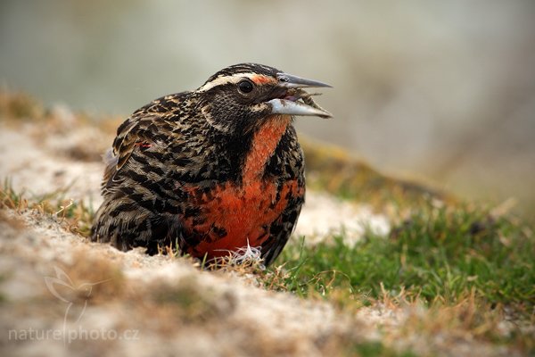 Vlhovec dlouhoocasý (Sturnella loyca falklandica), Vlhovec dlouhoocasý (Sturnella loyca falklandica), Long-tailed Meadowlark, Autor: Ondřej Prosický | NaturePhoto.cz, Model: Canon EOS-1D Mark III, Objektiv: Canon EF 500mm f/4 L IS USM, Ohnisková vzdálenost (EQ35mm): 650 mm, stativ Gitzo, Clona: 7.1, Doba expozice: 1/500 s, ISO: 320, Kompenzace expozice: +1/3, Blesk: Ano, Vytvořeno: 23. ledna 2009 13:44:35, Saunders Island (Falklandské ostrovy) 