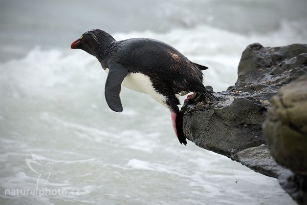 Tučňák skalní (Eudyptes chrysocome), Tučňák skalní (Eudyptes chrysocome), Rockhopper penguin, Autor: Ondřej Prosický | NaturePhoto.cz, Model: Canon EOS-1D Mark III, Objektiv: Canon EF 500mm f/4 L IS USM, Ohnisková vzdálenost (EQ35mm): 650 mm, stativ Gitzo, Clona: 8.0, Doba expozice: 1/1250 s, ISO: 1000, Kompenzace expozice: +2/3, Blesk: Ne, Vytvořeno: 24. ledna 2009 17:15:14, Saunders Island (Falklandské ostrovy) 