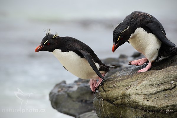 Tučňák skalní (Eudyptes chrysocome), Tučňák skalní (Eudyptes chrysocome), Rockhopper penguin, Autor: Ondřej Prosický | NaturePhoto.cz, Model: Canon EOS-1D Mark III, Objektiv: Canon EF 500mm f/4 L IS USM, Ohnisková vzdálenost (EQ35mm): 650 mm, stativ Gitzo, Clona: 8.0, Doba expozice: 1/800 s, ISO: 800, Kompenzace expozice: +2/3, Blesk: Ne, Vytvořeno: 24. ledna 2009 17:09:06, Saunders Island (Falklandské ostrovy) 