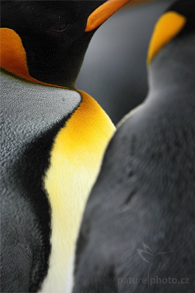 Tučňák patagonský (Aptenodytes patagonicus), Tučňák patagonský (Aptenodytes patagonicus), King penguin, Autor: Ondřej Prosický | NaturePhoto.cz, Model: Canon EOS 5D Mark II, Objektiv: Canon EF 500mm f/4 L IS USM, stativ Gitzo, Clona: 10, Doba expozice: 1/200 s, ISO: 400, Kompenzace expozice: -2/3, Blesk: Ne, Vytvořeno: 23. ledna 2009 17:15:28, Saunders Island (Falklandské ostrovy)