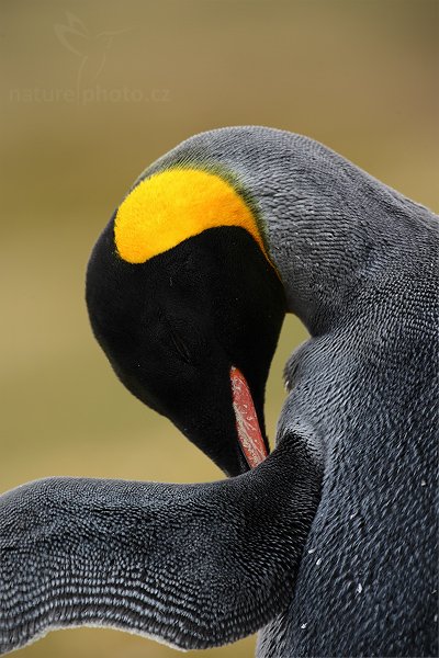 Tučňák patagonský (Aptenodytes patagonicus), Tučňák patagonský (Aptenodytes patagonicus), King penguin, Autor: Ondřej Prosický | NaturePhoto.cz, Model: Canon EOS-1D Mark III, Objektiv: Canon EF 500mm f/4 L IS USM, Ohnisková vzdálenost (EQ35mm): 650 mm, stativ Gitzo, Clona: 8.0, Doba expozice: 1/200 s, ISO: 200, Kompenzace expozice: 0, Blesk: Ano, Vytvořeno: 23. ledna 2009 13:02:42, Saunders Island (Falklandské ostrovy) 