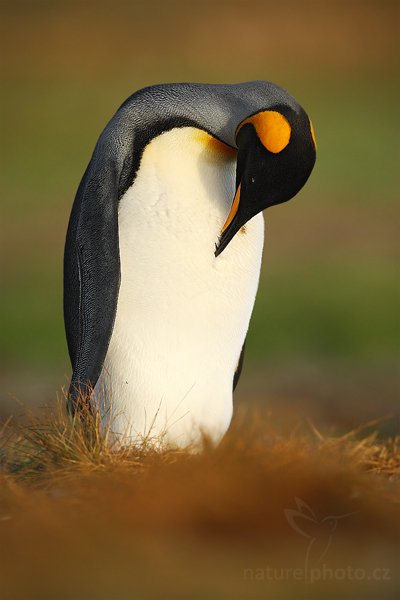 Tučňák patagonský (Aptenodytes patagonicus), Tučňák patagonský (Aptenodytes patagonicus), King penguin, Autor: Ondřej Prosický | NaturePhoto.cz, Model: Canon EOS-1D Mark III, Objektiv: Canon EF 500mm f/4 L IS USM, Ohnisková vzdálenost (EQ35mm): 650 mm, stativ Gitzo, Clona: 5.6, Doba expozice: 1/1250 s, ISO: 250, Kompenzace expozice: -1/3, Blesk: Ne, Vytvořeno: 13. ledna 2009 20:08:57, Saunders Island (Falklandské ostrovy) 