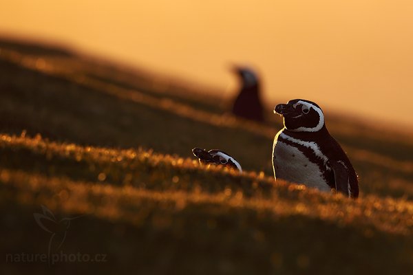 Tučňák magellanský (Spheniscus magellanicus), Tučňák magellanský (Spheniscus magellanicus), Magellanic penguin, Autor: Ondřej Prosický | NaturePhoto.cz, Model: Canon EOS 5D Mark II, Objektiv: Canon EF 500mm f/4 L IS USM, stativ Gitzo, Clona: 6.3, Doba expozice: 1/100 s, ISO: 200, Kompenzace expozice: -1 1/3, Blesk: Ne, Vytvořeno: 22. ledna 2009 20:45:09, Saunders Island (Falklandské ostrovy) 