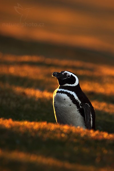 Tučňák magellanský (Spheniscus magellanicus), Tučňák magellanský (Spheniscus magellanicus), Magellanic penguin, Autor: Ondřej Prosický | NaturePhoto.cz, Model: Canon EOS 5D Mark II, Objektiv: Canon EF 500mm f/4 L IS USM, stativ Gitzo, Clona: 5.6, Doba expozice: 1/125 s, ISO: 400, Kompenzace expozice: -1 1/3, Blesk: Ne, Vytvořeno: 22. ledna 2009 20:45:50, Saunders Island (Falklandské ostrovy) 