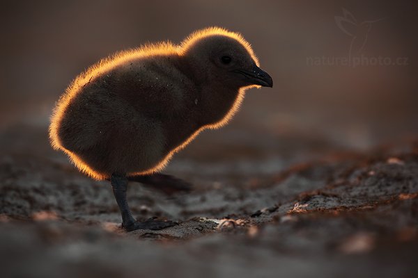 Chaluha jižní (Catharacta antarctica), Chaluha jižní (Catharacta antarctica, Stercorarius antarcticus), Brown skua, Autor: Ondřej Prosický | NaturePhoto.cz, Model: Canon EOS 5D Mark II, Objektiv: Canon EF 500mm f/4 L IS USM, stativ Gitzo, Clona: 6.3, Doba expozice: 1/125 s, ISO: 640, Kompenzace expozice: -1 2/3, Blesk: Ne, Vytvořeno: 22. ledna 2009 20:53:06, Saunders Island (Falklandské ostrovy) 