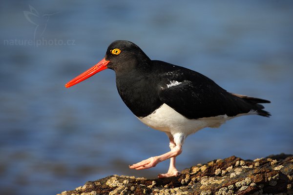 Ústřičník žlutooký (Haematopus leucopodus), Ústřičník žlutooký (Haematopus leucopodus), Magellanic oystercatcher, Autor: Ondřej Prosický | NaturePhoto.cz, Model: Canon EOS-1D Mark III, Objektiv: Canon EF 500mm f/4 L IS USM, Ohnisková vzdálenost (EQ35mm): 650 mm, stativ Gitzo, Clona: 7.1, Doba expozice: 1/640 s, ISO: 250, Kompenzace expozice: -1/3, Blesk: Ne, Vytvořeno: 25. ledna 2009 17:33:35, Carcass Island (Falklandské ostrovy) 