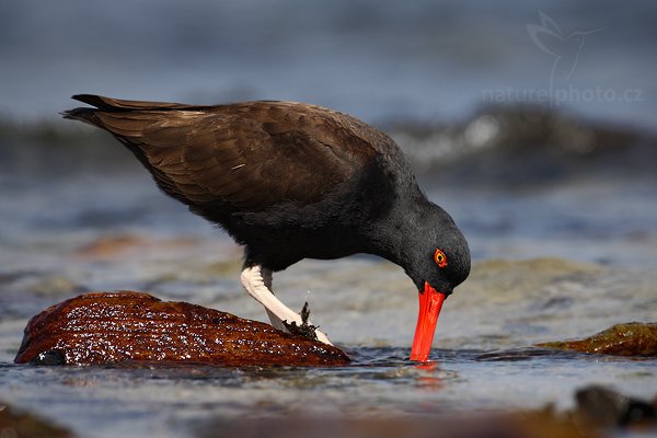 Ústřičník tmavý (Haematopus ater), Ústřičník tmavý (Haematopus ater), Blakish Oystercatcher, Autor: Ondřej Prosický | NaturePhoto.cz, Model: Canon EOS-1D Mark III, Objektiv: Canon EF 500mm f/4 L IS USM, Ohnisková vzdálenost (EQ35mm): 650 mm, stativ Gitzo, Clona: 8.0, Doba expozice: 1/1000 s, ISO: 250, Kompenzace expozice: -2/3, Blesk: Ne, Vytvořeno: 25. ledna 2009 14:19:16, Carcass Island (Falklandské ostrovy) 