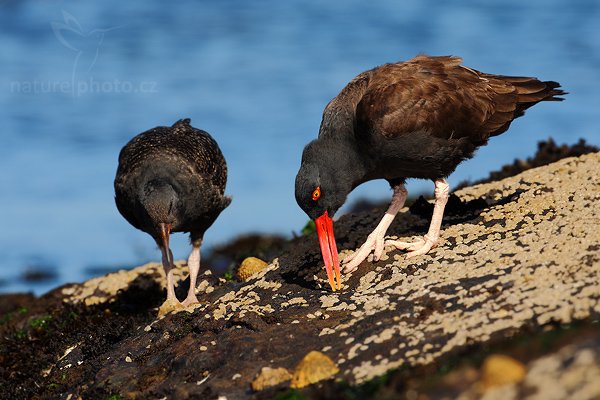 Ústřičník tmavý (Haematopus ater), Ústřičník tmavý (Haematopus ater), Blakish Oystercatcher, Autor: Ondřej Prosický | NaturePhoto.cz, Model: Canon EOS-1D Mark III, Objektiv: Canon EF 500mm f/4 L IS USM, Ohnisková vzdálenost (EQ35mm): 650 mm, stativ Gitzo, Clona: 8.0, Doba expozice: 1/320 s, ISO: 100, Kompenzace expozice: -1/3, Blesk: Ano, Vytvořeno: 25. ledna 2009 16:27:30, Carcass Island (Falklandské ostrovy) 