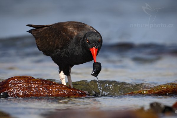 Ústřičník tmavý (Haematopus ater), Ústřičník tmavý (Haematopus ater), Blakish Oystercatcher, Autor: Ondřej Prosický | NaturePhoto.cz, Model: Canon EOS-1D Mark III, Objektiv: Canon EF 500mm f/4 L IS USM, Ohnisková vzdálenost (EQ35mm): 650 mm, stativ Gitzo, Clona: 8.0, Doba expozice: 1/1000 s, ISO: 250, Kompenzace expozice: -2/3, Blesk: Ne, Vytvořeno: 25. ledna 2009 14:19:17, Carcass Island (Falklandské ostrovy)