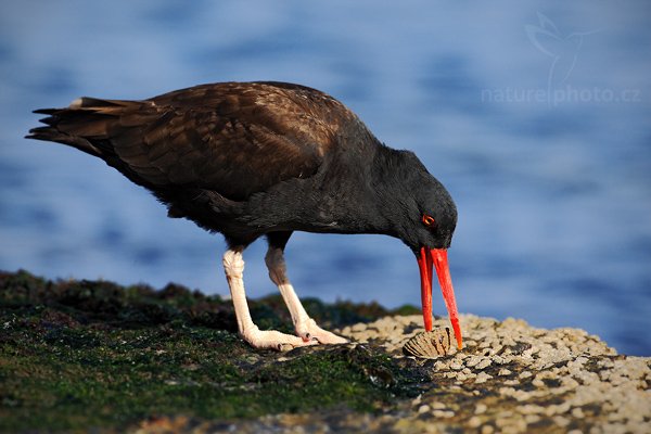 Ústřičník tmavý (Haematopus ater), Ústřičník tmavý (Haematopus ater), Blakish Oystercatcher, Autor: Ondřej Prosický | NaturePhoto.cz, Model: Canon EOS-1D Mark III, Objektiv: Canon EF 500mm f/4 L IS USM, Ohnisková vzdálenost (EQ35mm): 650 mm, stativ Gitzo, Clona: 7.1, Doba expozice: 1/1000 s, ISO: 250, Kompenzace expozice: -2/3, Blesk: Ne, Vytvořeno: 25. ledna 2009 17:34:46, Carcass Island (Falklandské ostrovy) 