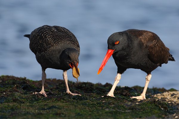 Ústřičník tmavý (Haematopus ater), Ústřičník tmavý (Haematopus ater), Blakish Oystercatcher, Autor: Ondřej Prosický | NaturePhoto.cz, Model: Canon EOS-1D Mark III, Objektiv: Canon EF 500mm f/4 L IS USM, Ohnisková vzdálenost (EQ35mm): 650 mm, stativ Gitzo, Clona: 7.1, Doba expozice: 1/800 s, ISO: 250, Kompenzace expozice: -2/3, Blesk: Ne, Vytvořeno: 25. ledna 2009 17:35:10, Carcass Island (Falklandské ostrovy) 