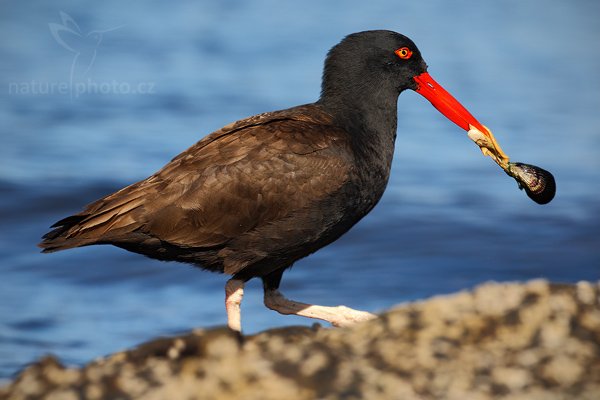 Ústřičník tmavý (Haematopus ater), Ústřičník tmavý (Haematopus ater), Blakish Oystercatcher, Autor: Ondřej Prosický | NaturePhoto.cz, Model: Canon EOS-1D Mark III, Objektiv: Canon EF 500mm f/4 L IS USM, Ohnisková vzdálenost (EQ35mm): 650 mm, stativ Gitzo, Clona: 8.0, Doba expozice: 1/800 s, ISO: 200, Kompenzace expozice: -1/3, Blesk: Ne, Vytvořeno: 25. ledna 2009 16:36:20, Carcass Island (Falklandské ostrovy) 